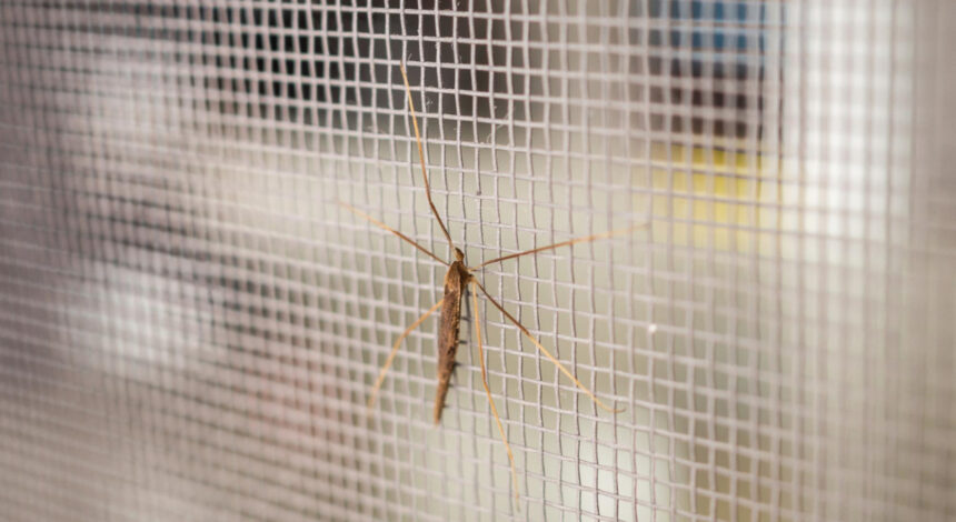 Owad na moskitierze. Moskitiery na okna i drzwi balkonowe — jakie wybrać do mieszkania